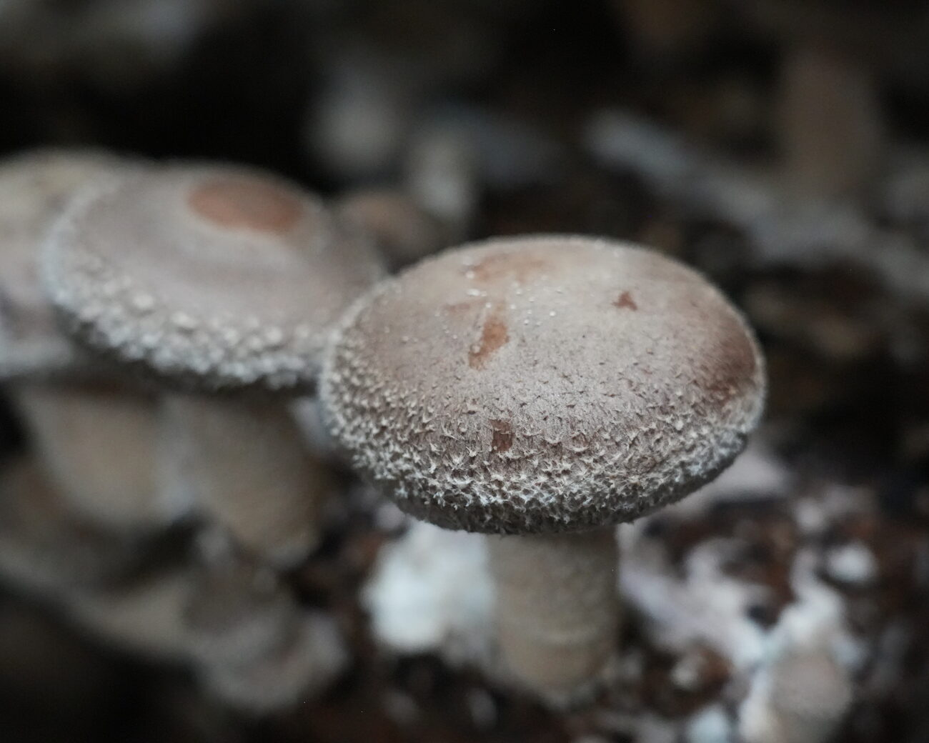 肉厚の生椎茸 きのこパワー